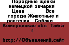 Породные щенки немецкой овчарки › Цена ­ 24 000 - Все города Животные и растения » Собаки   . Кемеровская обл.,Тайга г.